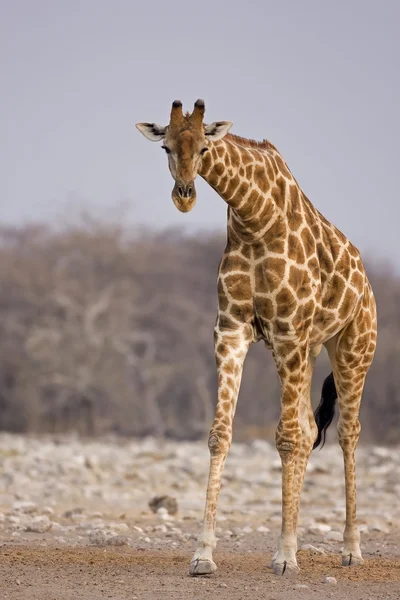 depositphotos_9657554-stock-photo-giraffe